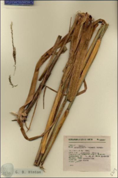 URN_catalog_HBHinton_herbarium_5303-1.jpg.jpg