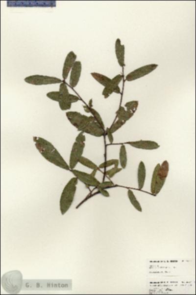 URN_catalog_HBHinton_herbarium_25097.jpg.jpg