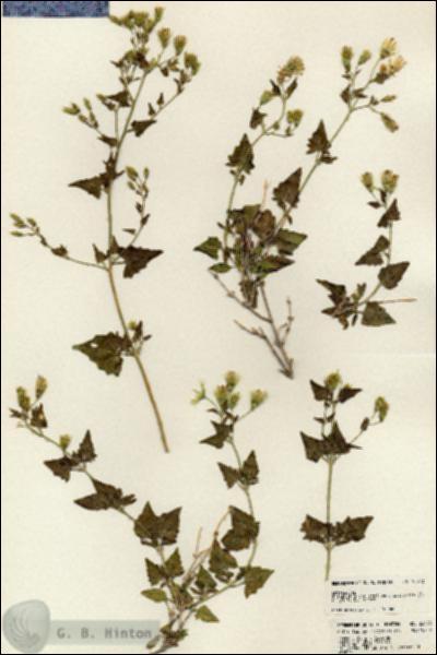 URN_catalog_HBHinton_herbarium_23573.jpg.jpg