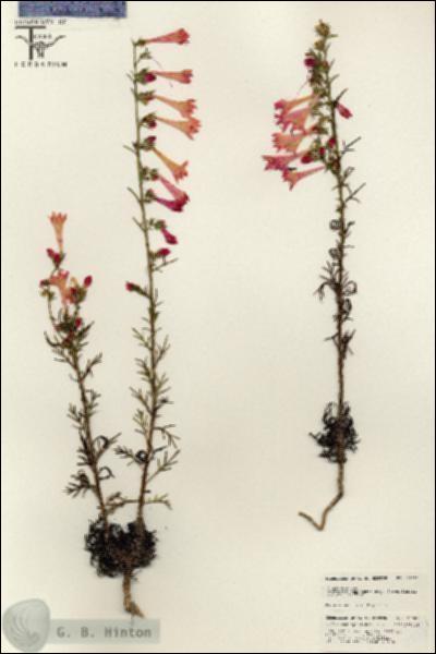 URN_catalog_HBHinton_herbarium_25581.jpg.jpg
