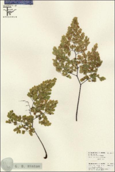 URN_catalog_HBHinton_herbarium_26257.jpg.jpg