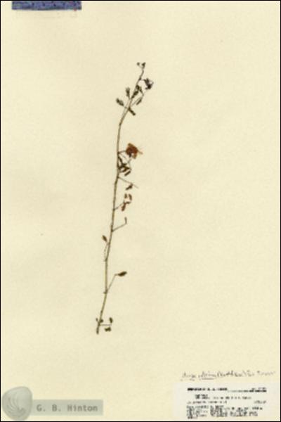URN_catalog_HBHinton_herbarium_22021.jpg.jpg