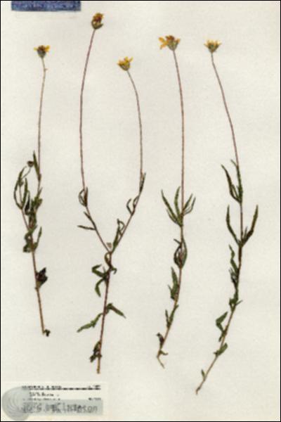 URN_catalog_HBHinton_herbarium_20572.jpg.jpg