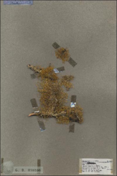 URN_catalog_HBHinton_herbarium_18663.jpg.jpg