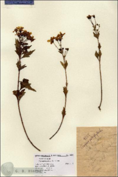 URN_catalog_HBHinton_herbarium_9855.jpg.jpg