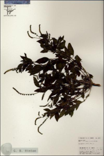 URN_catalog_HBHinton_herbarium_25517.jpg.jpg