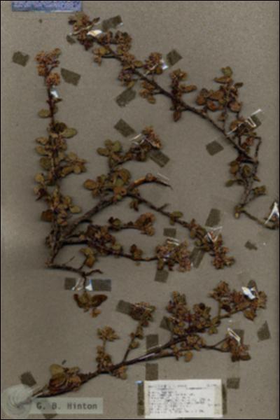 URN_catalog_HBHinton_herbarium_18813.jpg.jpg