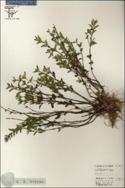 URN_catalog_HBHinton_herbarium_25597.jpg.jpg
