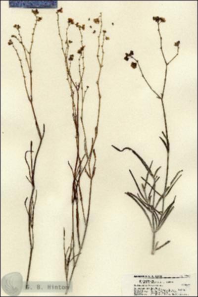 URN_catalog_HBHinton_herbarium_22319.jpg.jpg