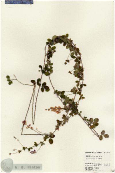 URN_catalog_HBHinton_herbarium_24668.jpg.jpg