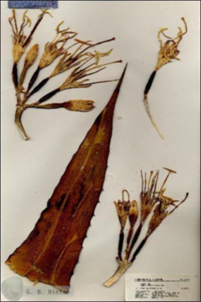 URN_catalog_HBHinton_herbarium_20244.jpg.jpg