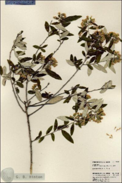 URN_catalog_HBHinton_herbarium_23888.jpg.jpg