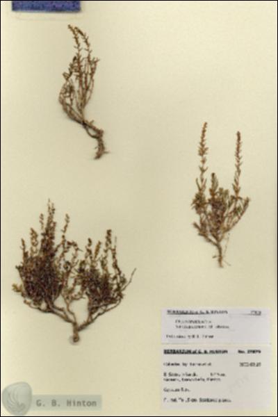 URN_catalog_HBHinton_herbarium_27879.jpg.jpg