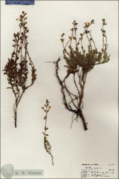 URN_catalog_HBHinton_herbarium_20249.jpg.jpg