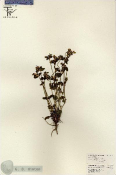 URN_catalog_HBHinton_herbarium_26037.jpg.jpg