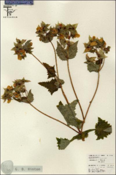 URN_catalog_HBHinton_herbarium_26106.jpg.jpg