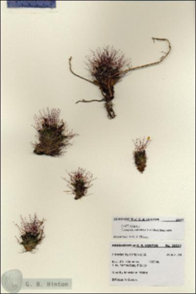 URN_catalog_HBHinton_herbarium_28557.jpg.jpg