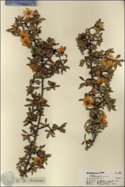 URN_catalog_HBHinton_herbarium_22045.jpg.jpg