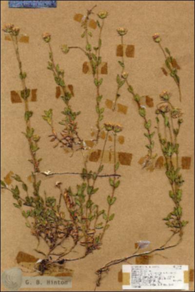 URN_catalog_HBHinton_herbarium_18904.jpg.jpg