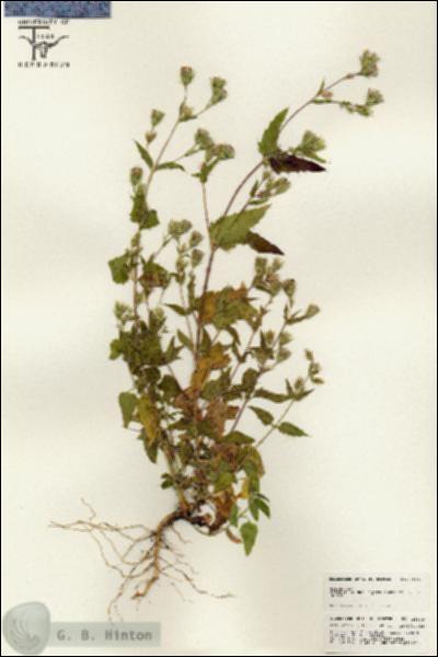 URN_catalog_HBHinton_herbarium_25638.jpg.jpg