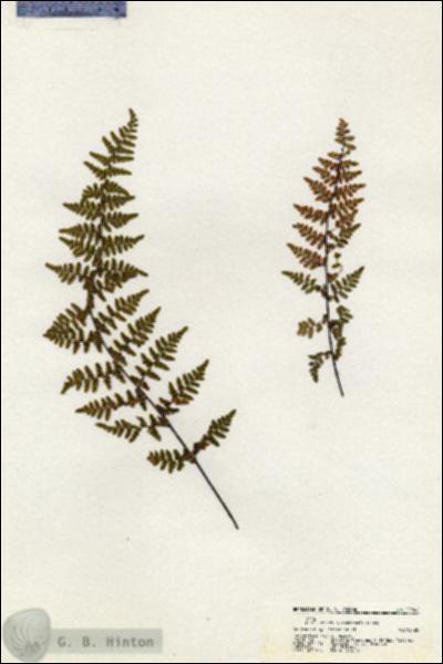 URN_catalog_HBHinton_herbarium_20842.jpg.jpg