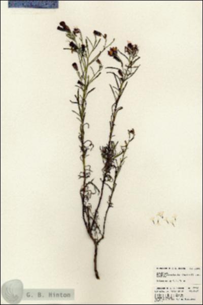 URN_catalog_HBHinton_herbarium_23990.jpg.jpg
