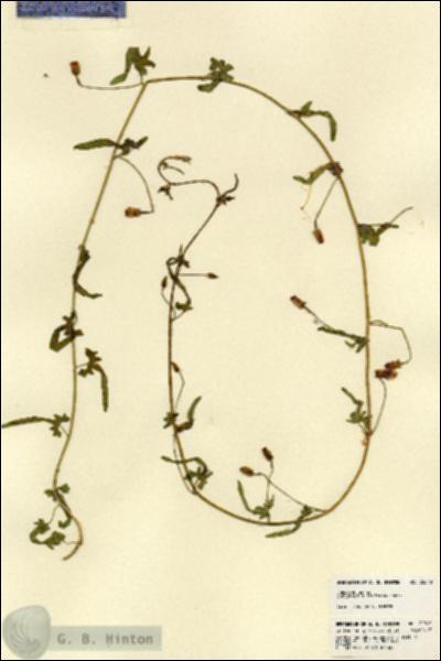 URN_catalog_HBHinton_herbarium_22010.jpg.jpg