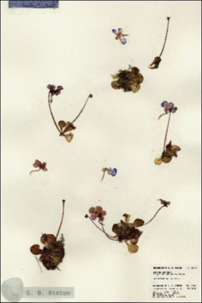 URN_catalog_HBHinton_herbarium_22539.jpg.jpg
