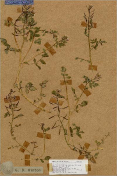 URN_catalog_HBHinton_herbarium_17575.jpg.jpg