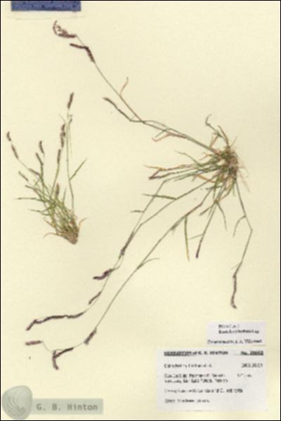 URN_catalog_HBHinton_herbarium_28668.jpg.jpg