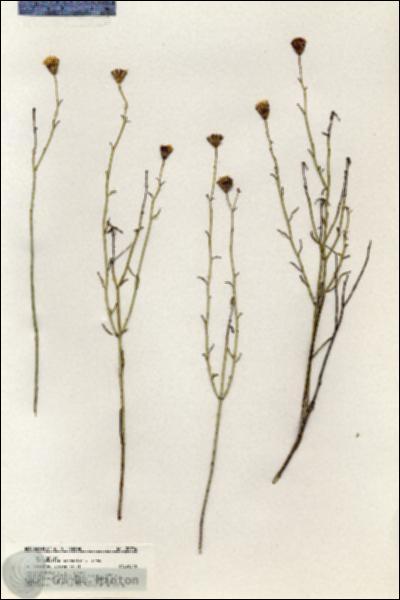 URN_catalog_HBHinton_herbarium_20704.jpg.jpg
