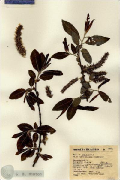URN_catalog_HBHinton_herbarium_8992.jpg.jpg