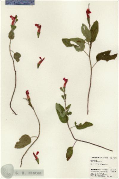 URN_catalog_HBHinton_herbarium_23413.jpg.jpg