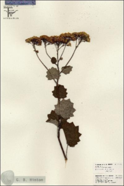URN_catalog_HBHinton_herbarium_26230.jpg.jpg