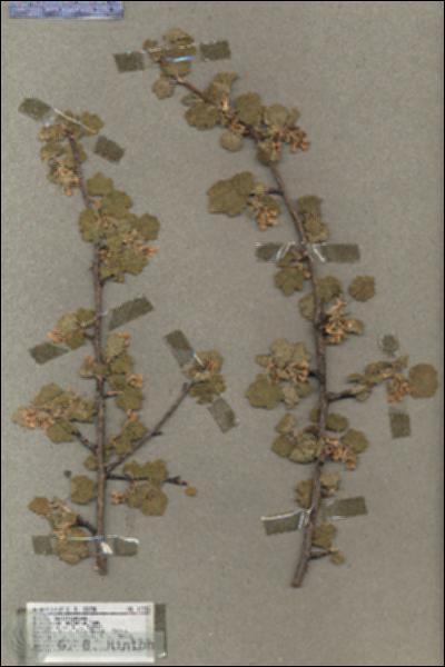 URN_catalog_HBHinton_herbarium_17336.jpg.jpg
