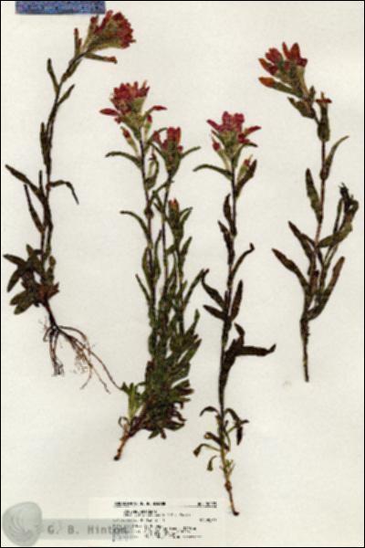 URN_catalog_HBHinton_herbarium_20273.jpg.jpg