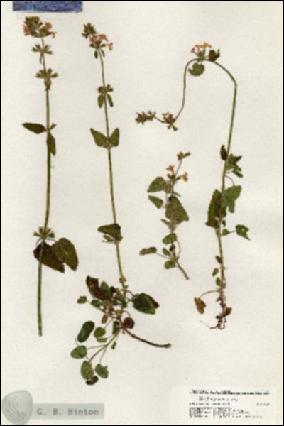 URN_catalog_HBHinton_herbarium_21126.jpg.jpg