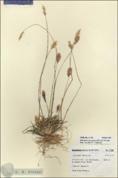 URN_catalog_HBHinton_herbarium_27708.jpg.jpg