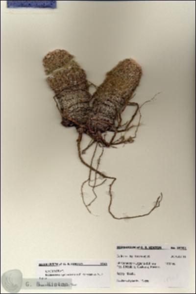URN_catalog_HBHinton_herbarium_28361.jpg.jpg
