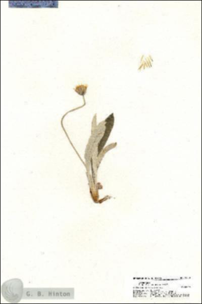 URN_catalog_HBHinton_herbarium_21039.jpg.jpg