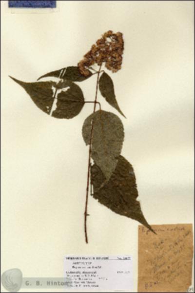 URN_catalog_HBHinton_herbarium_14879.jpg.jpg