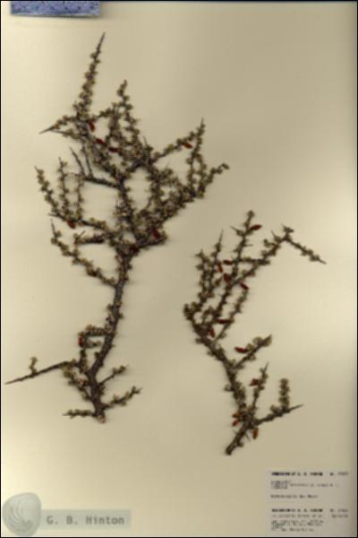 URN_catalog_HBHinton_herbarium_21969.jpg.jpg