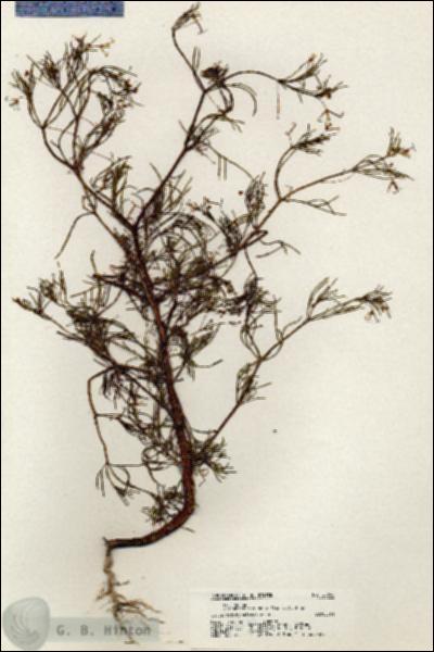 URN_catalog_HBHinton_herbarium_20642.jpg.jpg