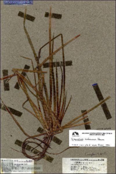 URN_catalog_HBHinton_herbarium_18040.jpg.jpg