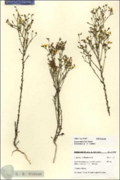 URN_catalog_HBHinton_herbarium_27692.jpg.jpg