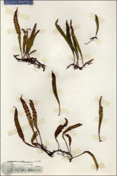 URN_catalog_HBHinton_herbarium_20136.jpg.jpg