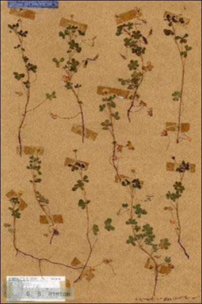 URN_catalog_HBHinton_herbarium_18283.jpg.jpg