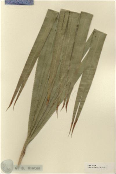 URN_catalog_HBHinton_herbarium_21888-1.jpg.jpg