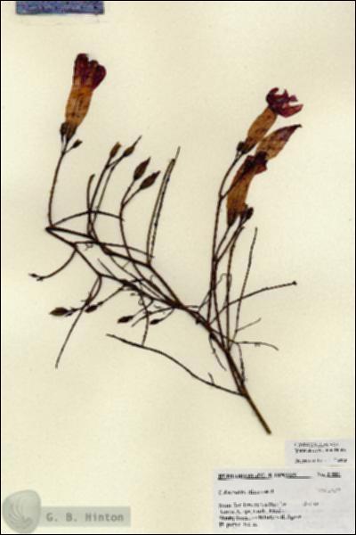 URN_catalog_HBHinton_herbarium_27080.jpg.jpg