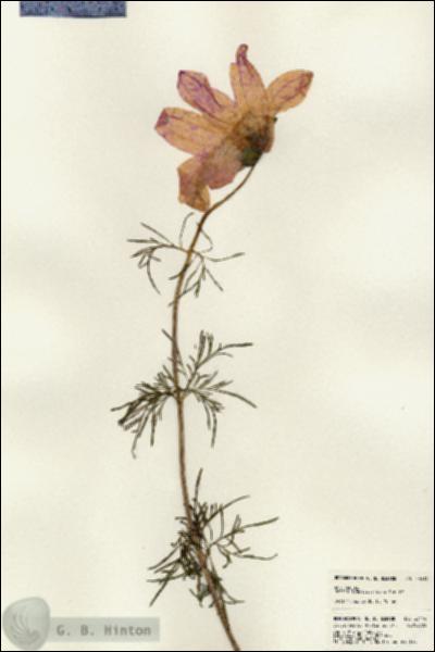 URN_catalog_HBHinton_herbarium_23414.jpg.jpg